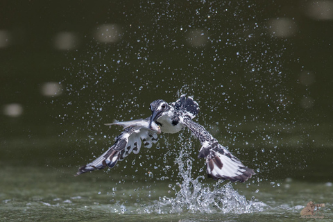 Birdwatching Safari - Chobe River (with Expert Guide)