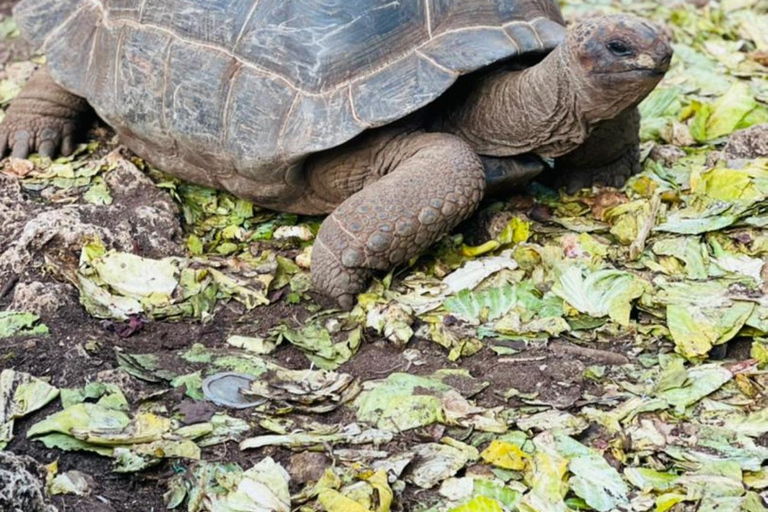 Zanzibar: Wycieczka piesza po Kamiennym Mieście + Wyspa Więzienna i przyprawy
