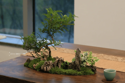 Guangzhou: Mini Landscape Bonsai Making Experience