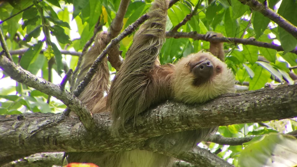 Manuel Antonio National Park Guided Tour | GetYourGuide