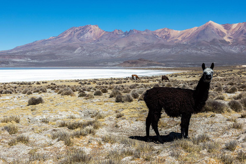 From Arequipa | Tour to Salinas + Hot springs of lojen