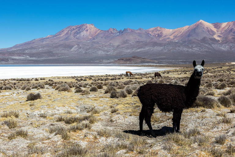 From Arequipa | Tour to Salinas + Hot springs of lojen