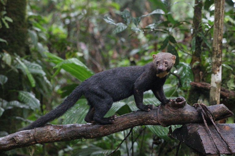 Quito: 3-Day Amazon Jungle Tour with Lodging & Meals