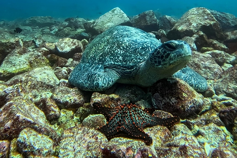 Tour de Buceo en Isla Floreana con Enchanted Islands