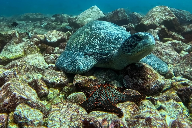 Tour de Buceo en Isla Floreana con Enchanted Islands