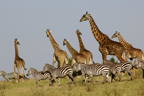 4 Day Kenya Parks Safari: Masai Mara, Lake Nakuru & Aberdare 4 Days Masai Mara & Nakuru Budget Group Joining Safari