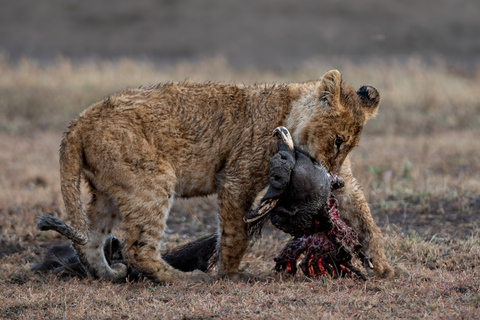 Nairobi: Safari de 3 dias em Maasai Mara com alojamento.AW