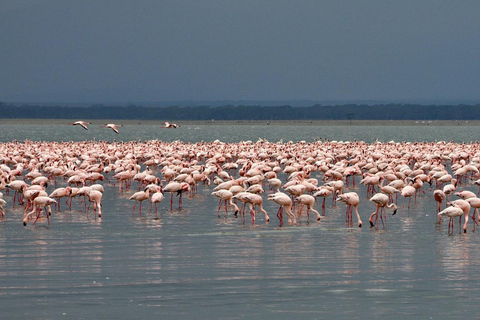 7Dias Ngorongoro, Serengeti, Lago Manyara com a Tribo Hadzabe