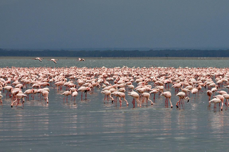 Safari di 3 giorni sui laghi del Kenya per la fotografia e l&#039;osservazione degli uccelli14 giorni di safari di lusso in Kenya con vacanza sulla spiaggia di Diani