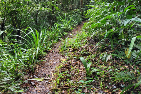 JUATINGA : Circuit de 4 jours FORÊT ATLANTIQUE et PLAGES - PARATY - RIO DE JANEIRO