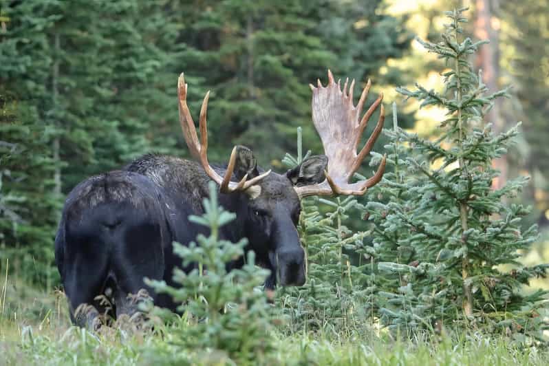 Full-Day RMNP Over the Top Tour - RMNPhotographer