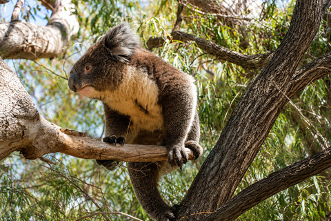 Koala, Lancelin, Wedge Island & Pinnacles Tour from Perth Pinnacles Desert, Sand Dunes, and Wedge Island Day Tour