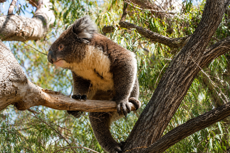 Koala, Lancelin, Wedge Island & Pinnacles Tour from Perth Pinnacles Desert, Sand Dunes, and Wedge Island Day Tour