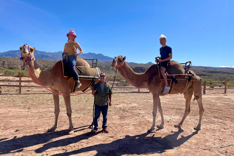 Las Vegas: Desert Camel Ride