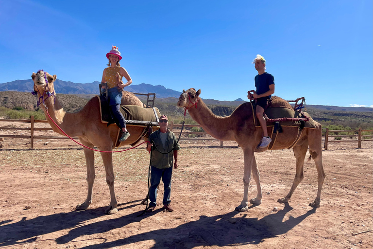 Las Vegas: Desert Camel Ride