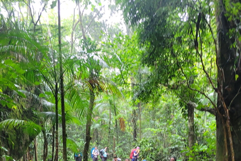 JUATINGA: 4-dagars tur ATLANTIC FOREST och stränder - PARATY - RIO DE JANEIRO