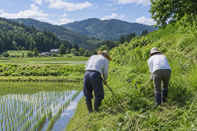 From Tokyo: Rice Terrace Water Walk & Stone Wall Tour