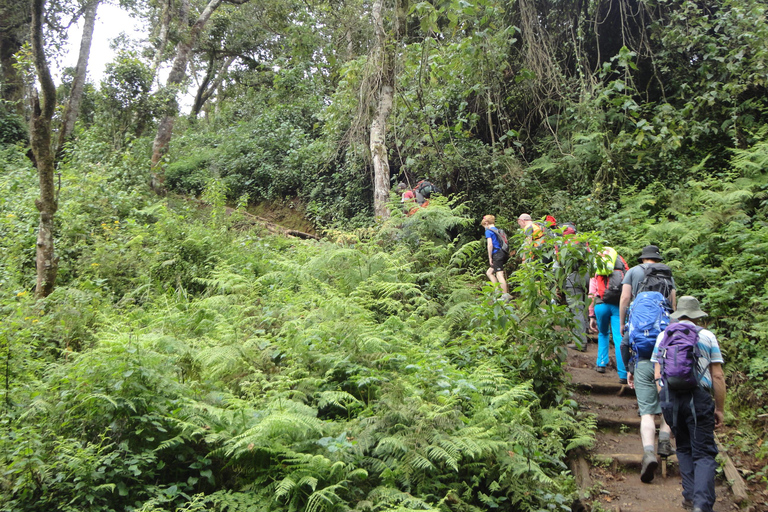 Mount Kilimanjaro en dags vandring till baslägret för liten grupp