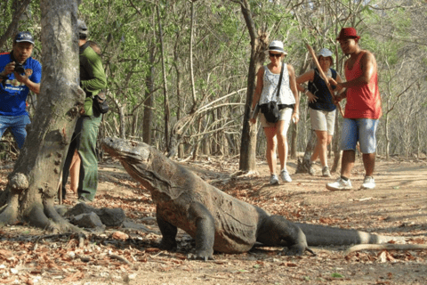 Isole di Komodo: tour in motoscafo 2D1N, tour via terra e soggiorno in hotelIsole Komodo: tour di 1 giorno in barca, tour di 1/2 giorno a terra e albergo