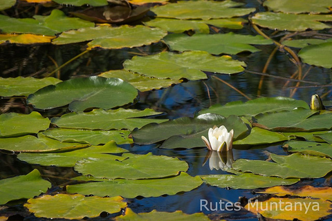 Ebro Delta: Birding and Bird Photography in a Van