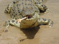 Koorana Crocodile Farm Guided Tour - Housity