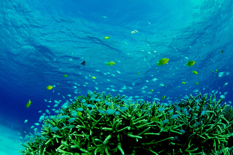 Half-Day Snorkeling Trip to Kerama