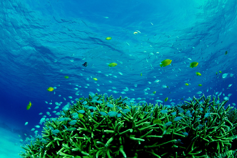 Half-Day Snorkeling Trip to Kerama