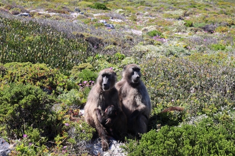 Kapsztad: całodniowa wycieczka po półwyspie, pingwinach i Przylądku Dobrej Nadziei