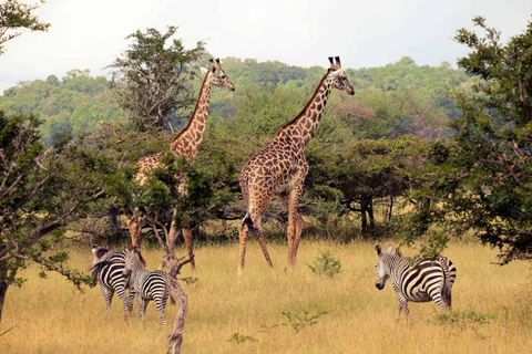 Da Zanzibar: Safari di un giorno nella Selous Game Reserve con volo