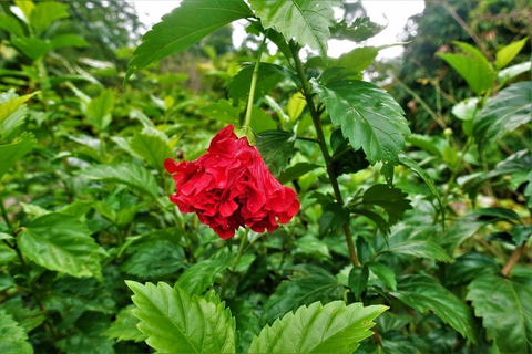 Kandy: Royal Botanical Garden & Tea Factory Tour Pick & Drop Without Entry Ticket in Royal Botanical Garden