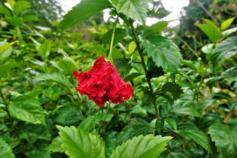 Kandy: Royal Botanical Garden & Tea Factory Tour Pick & Drop Without Entry Ticket in Royal Botanical Garden