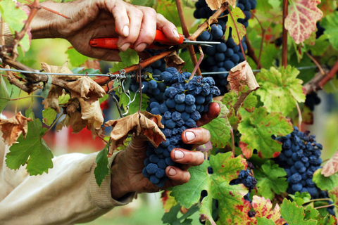 Casalnoceto: Winery Tour with Wine Tasting & Local Food Winery Visit in Alessandria - Italiano