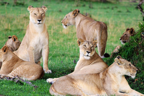 Kenya Big Five Safari