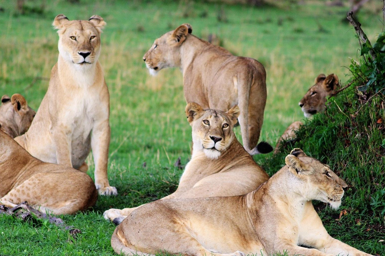 Kenya Big Five Safari