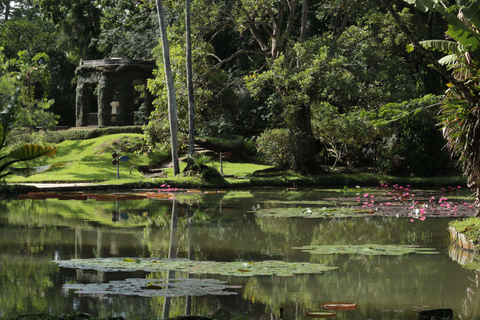 Tropikalne cuda: Odkryj Jardim Botânico i Tijuca w Rio