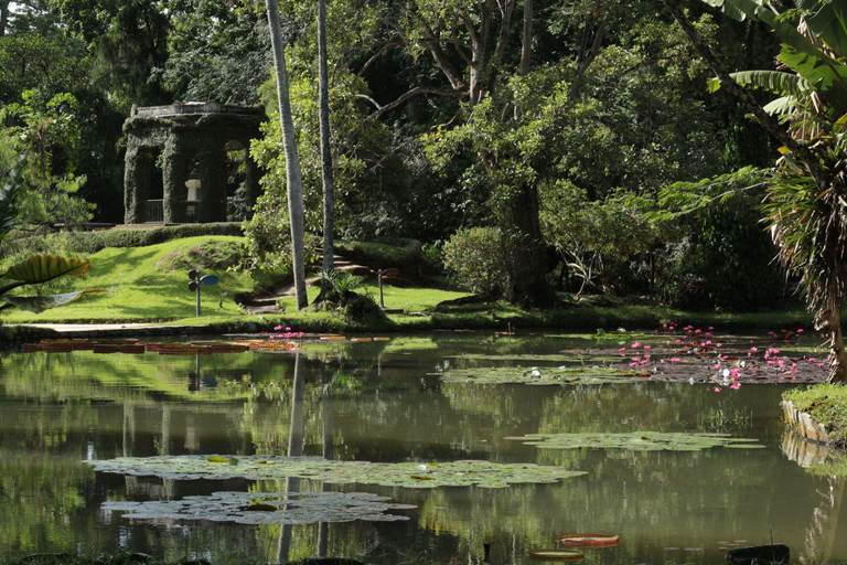 Tropikalne cuda: Odkryj Jardim Botânico i Tijuca w Rio