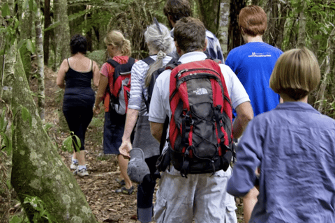 Bay of Islands: Full-Day Rainforest Hike, Lunch Included