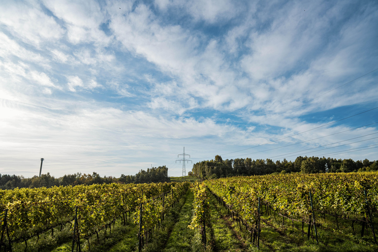 Krakow: Vineyard Tour with Wine Tasting & Dinner Extended Tasting