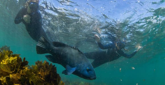 Sydney: Guided Snorkelling Tour - Shelly Beach