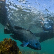 Sydney: Guided Snorkelling Tour - Shelly Beach