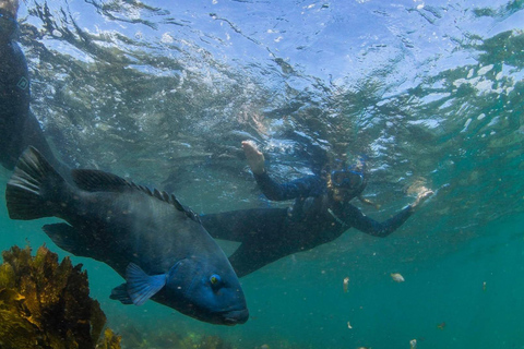 Sydney: Guided Snorkelling Tour - Shelly Beach