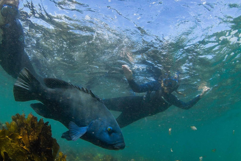 Sydney: Guided Snorkelling Tour - Shelly Beach