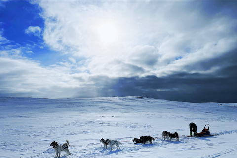 Nordkjosbotn: Dog Sledding and Puppy Visit from Tromsø