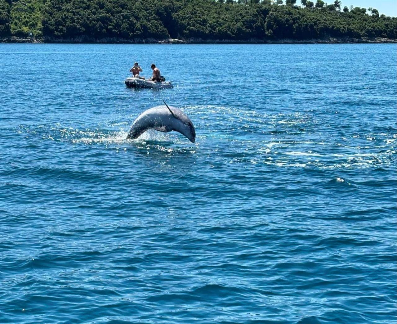Poreč: Kormoran-Beobachtungsfahrt bei Sonnenuntergang mit Delfin-Sichtung