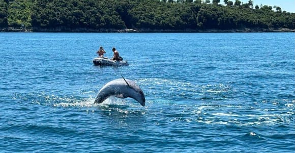 Poreč: Kormoran-Beobachtungsfahrt bei Sonnenuntergang mit Delfin-Sichtung