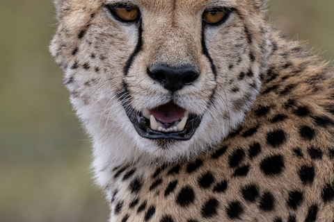 Nairobi: Amboseli National Park Tagestour mit PirschfahrtenSolo Nairobi: Amboseli National Park Tagestour