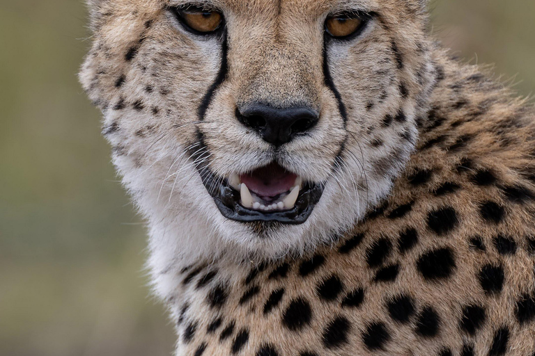 Nairobi: Amboseli National Park Tagestour mit PirschfahrtenSolo Nairobi: Amboseli National Park Tagestour