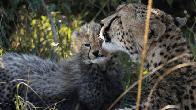 Nairobi National Park Guided 5-Hour Game Drive Free Pick-Up