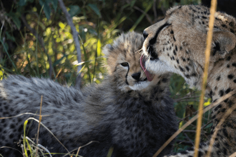 Safari im Nairobi-Nationalpark mit Abholung und RücktransportSafari, Sheldrick&#039;s &amp; Giraffe Center: Private Option