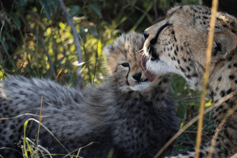 Safari im Nairobi-Nationalpark mit Abholung und RücktransportSafari, Sheldrick&#039;s &amp; Giraffe Center: Private Option
